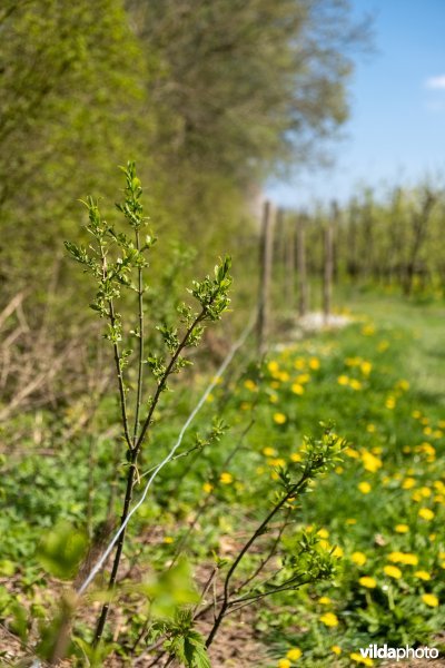 Berm aan de Herk