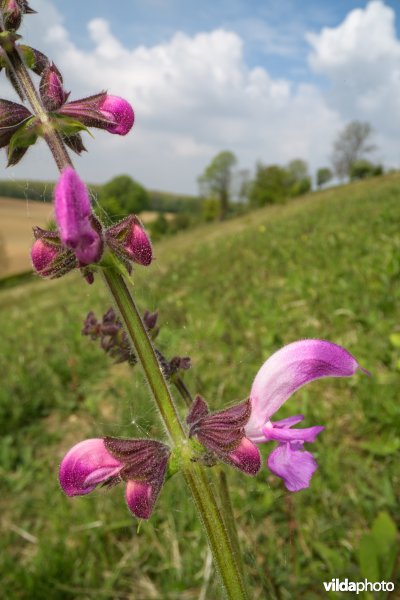 Kunderberg, Zuid-Limburg