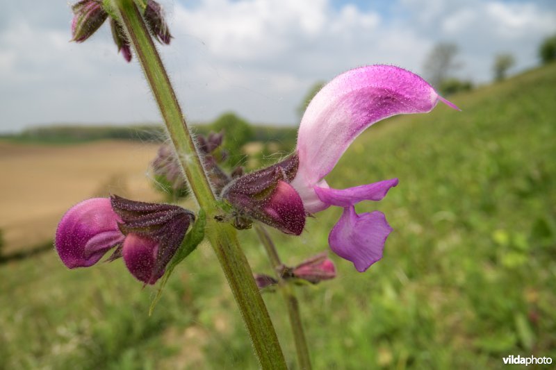 Kunderberg, Zuid-Limburg