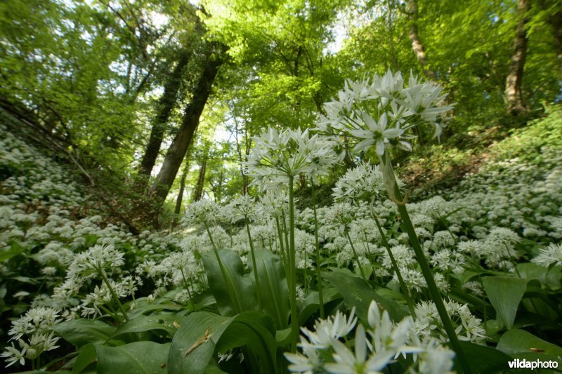 Savelsbos, Zuid-Limburg