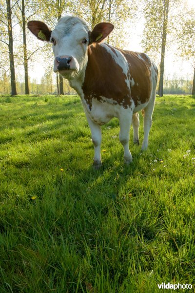 De Scheeken, Het Groene Woud