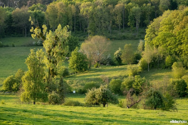 Landschap