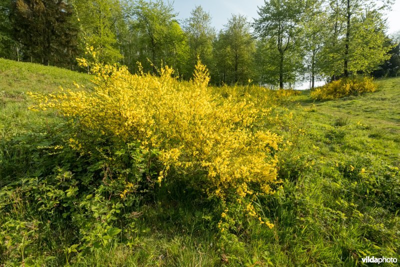 Schophemerheide