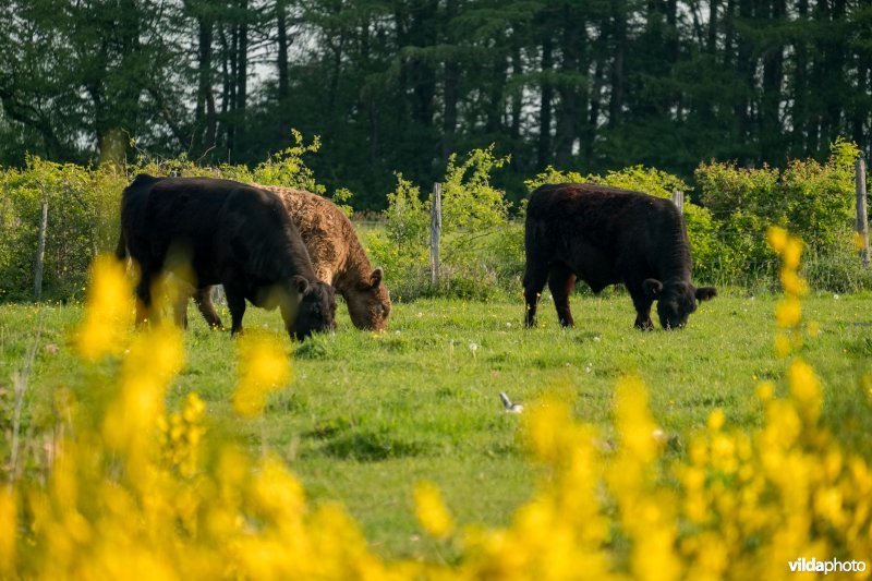 Schophemerheide
