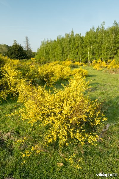 Schophemerheide