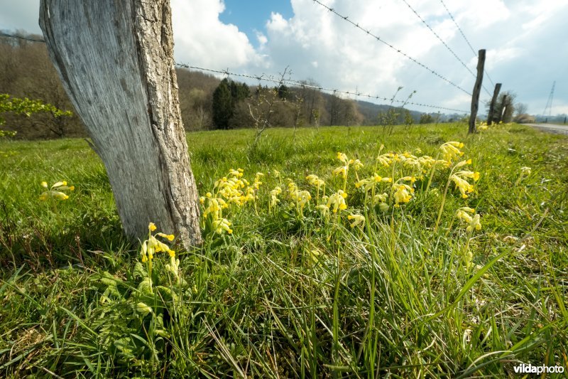 Gulden sleutelbloem