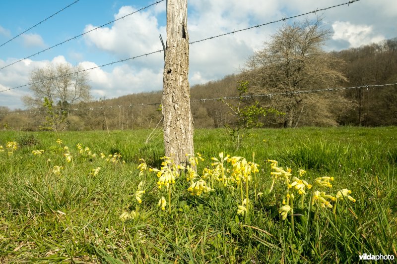 Gulden sleutelbloem