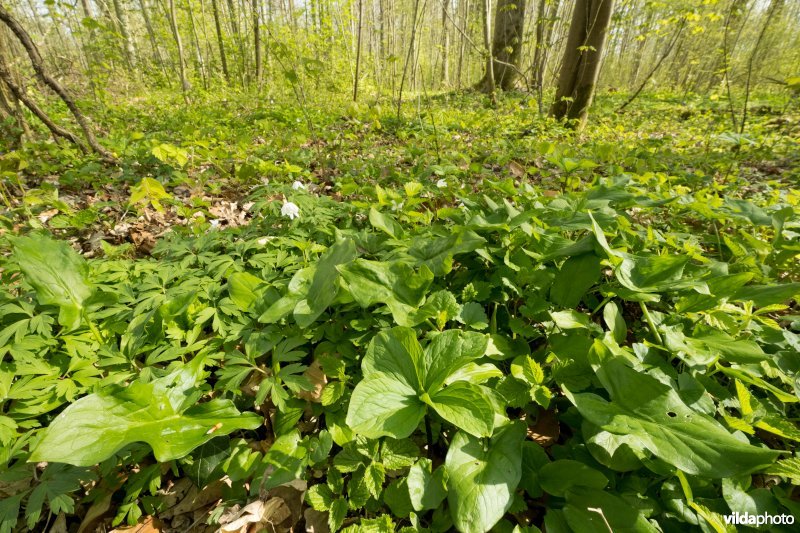 Rijke voorjaarsflora in een valleibos