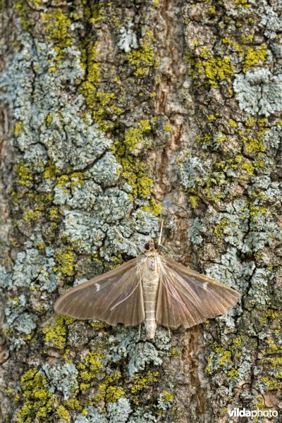 Donkere vorm van buxusmot