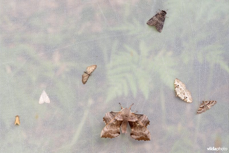 Nachtvlinders in een vlinderval