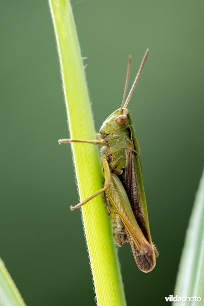Wekkertje