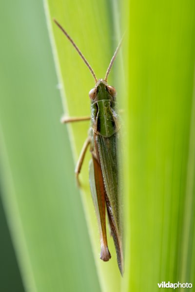 Wekkertje