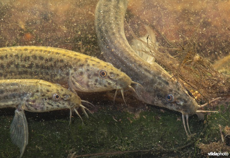 Noord-Aziatische modderkruiper