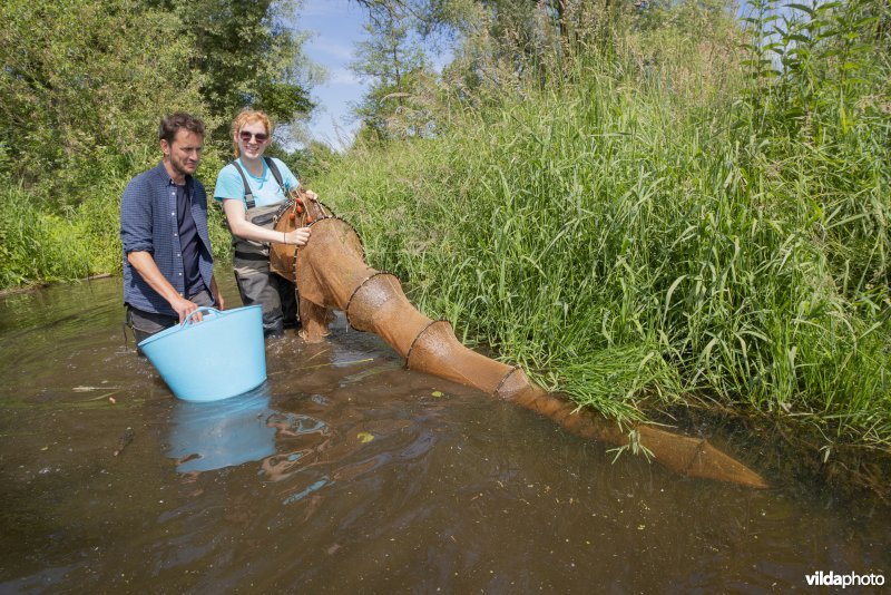 Onderzoek door het INBO naar de Noord-Aziatische modderkruiper