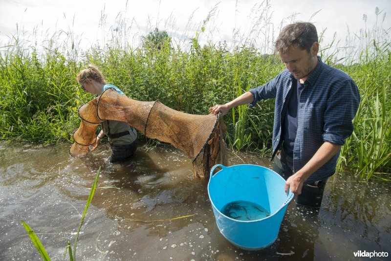 Onderzoek door het INBO naar de Noord-Aziatische modderkruiper