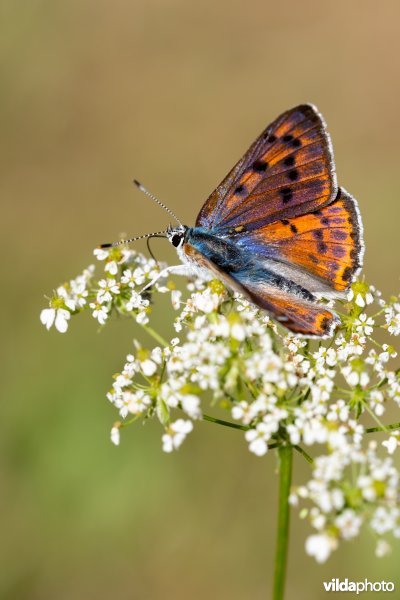 Violette vuurvlinder