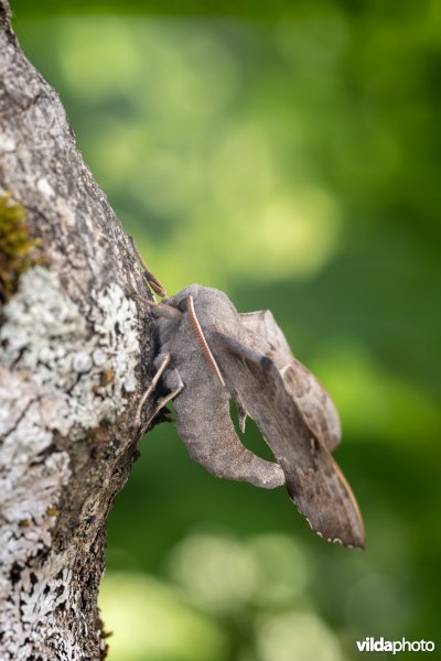 Populierenpijlstaart