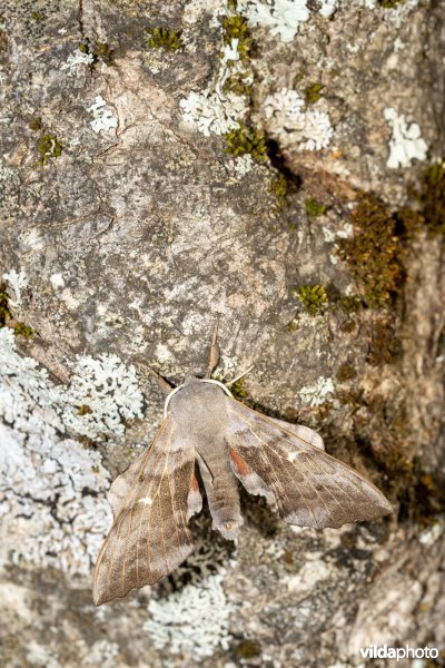 Populierenpijlstaart