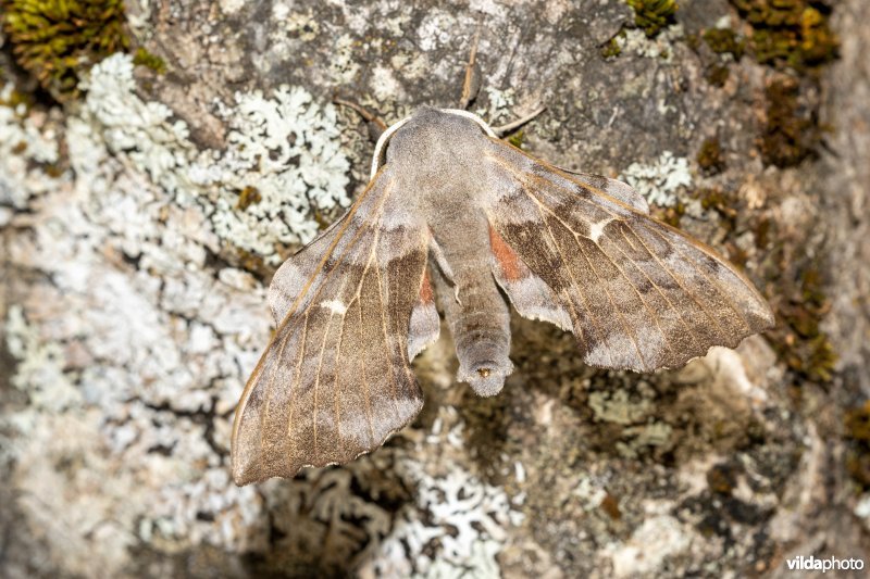 Populierenpijlstaart