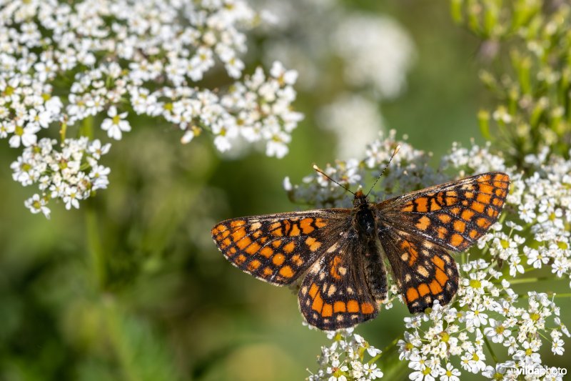 Oranjebonte parelmoervlinder