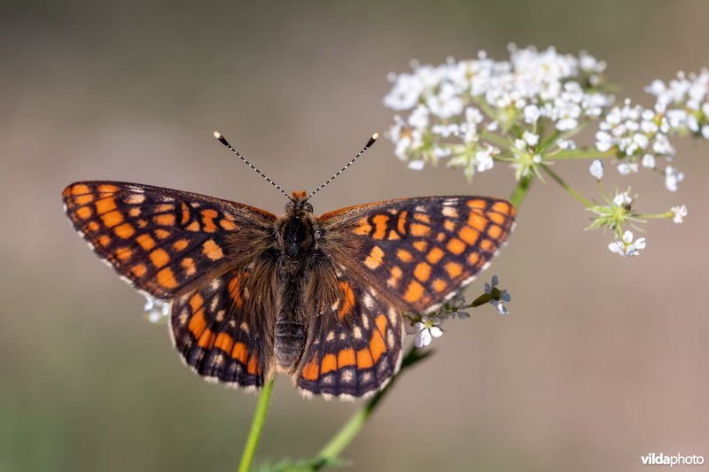 Oranjebonte parelmoervlinder