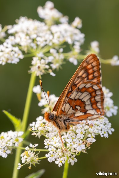 Oranjebonte parelmoervlinder