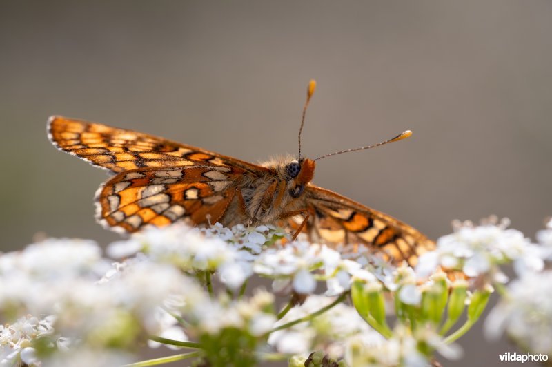 Oranjebonte parelmoervlinder