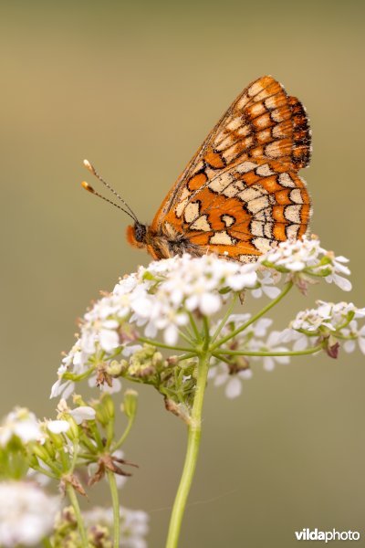 Oranjebonte parelmoervlinder