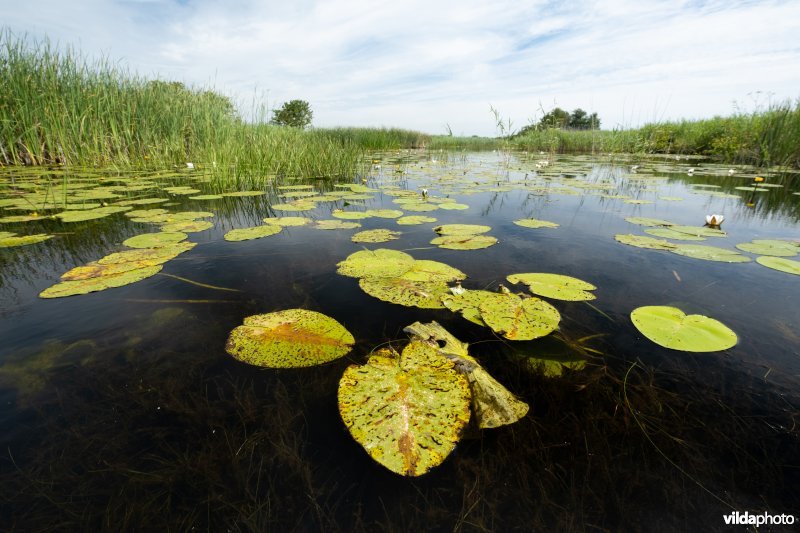 Waterplanten