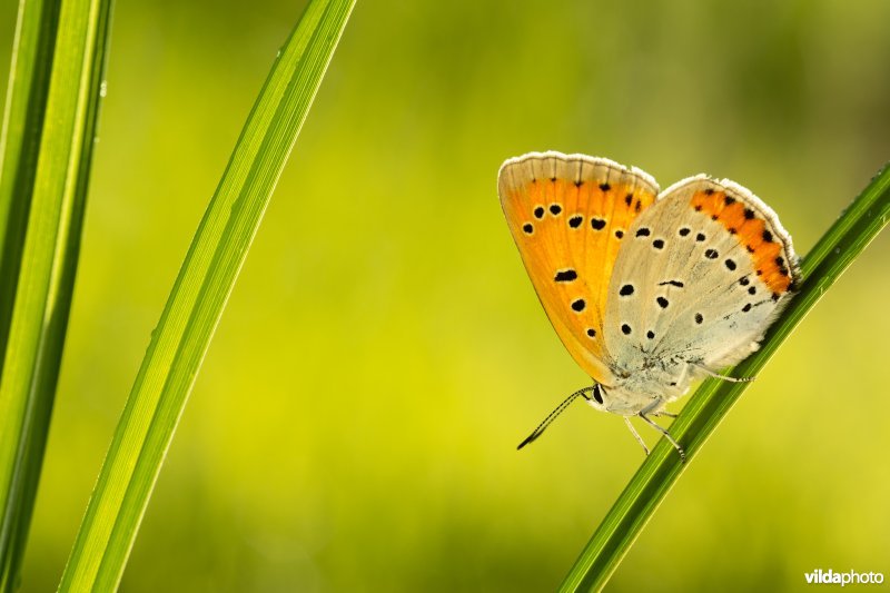 Nederlandse Grote vuurvlinder