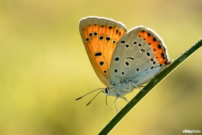 Nederlandse Grote vuurvlinder