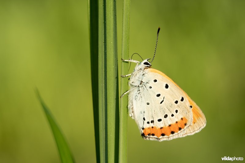 Nederlandse Grote vuurvlinder