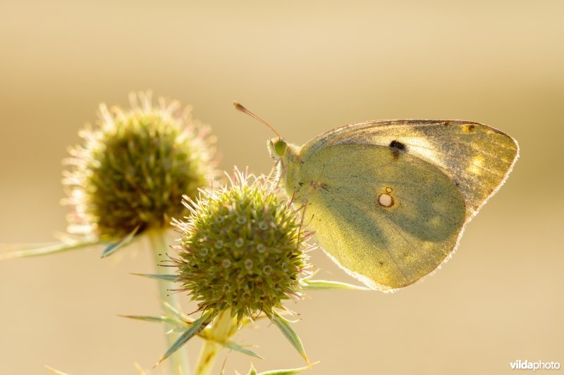 Oranje luzernevlinder vorm helice