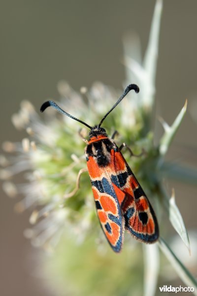 Geelgerande bloedvlekvlinder