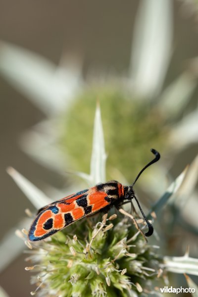 Geelgerande bloedvlekvlinder