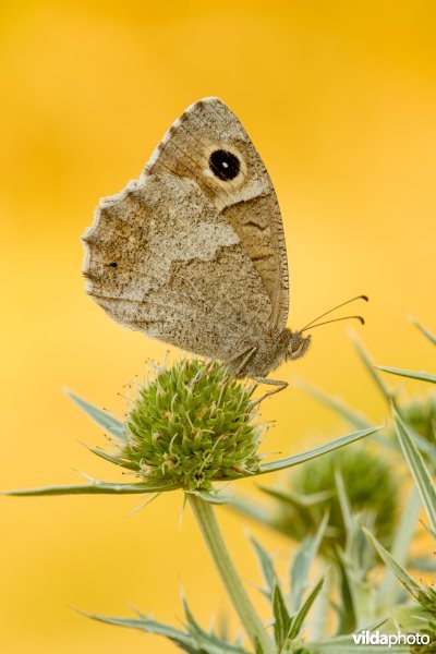 Kleine heivlinder