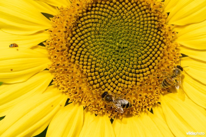 Honingbijen op zonnebloem
