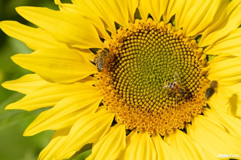 Honingbijen op zonnebloem