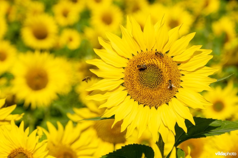 Honingbijen op zonnebloem