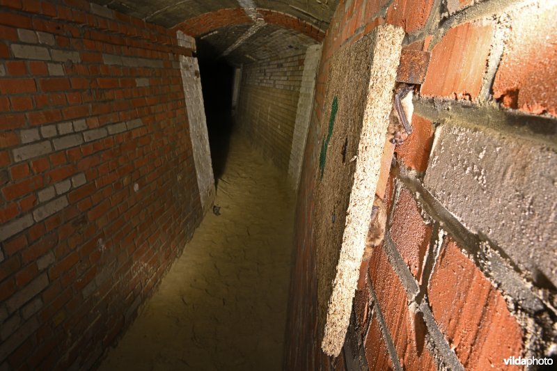 Vleermuizenreservaat Ruigenhoek