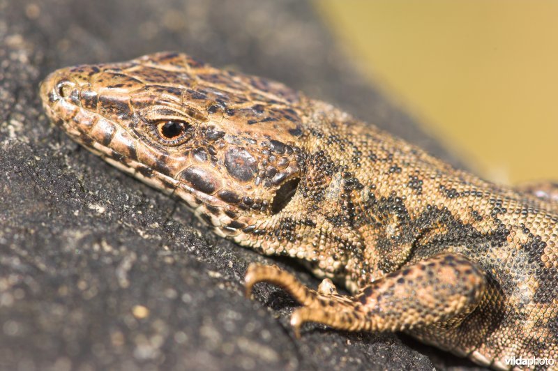 Muurhagedis in paarkleed