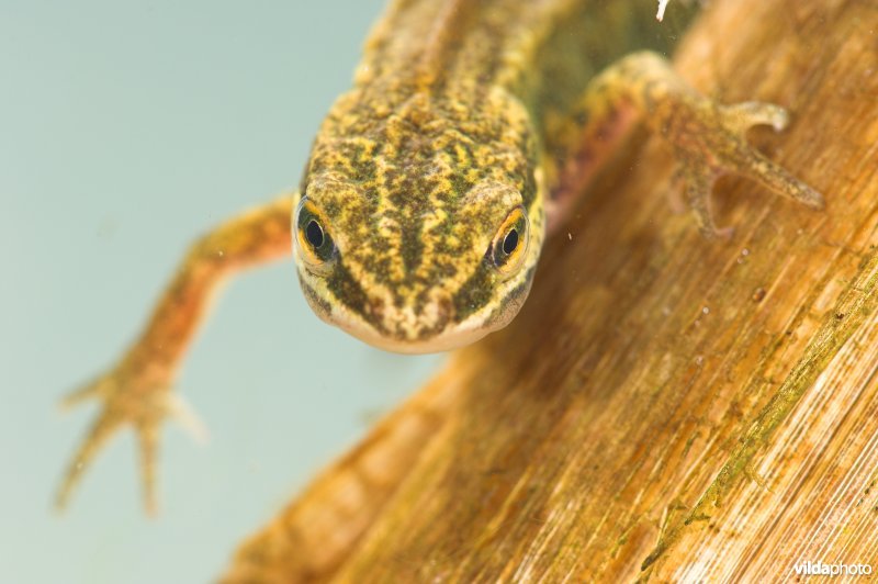Vinpootsalamander