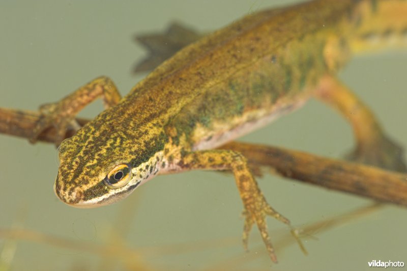 Vinpootsalamander