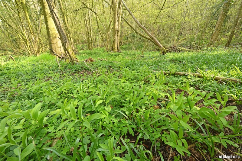Natuurreservaat Broekelzen