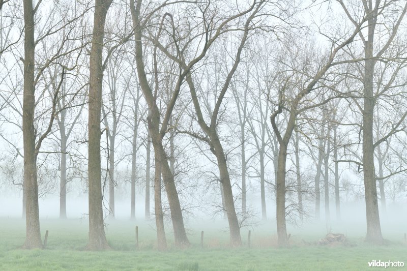 Vondelmeersen in Grammene