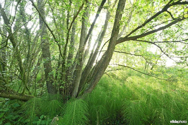 Reuzenpaardestaart in de Douvebeekvallei