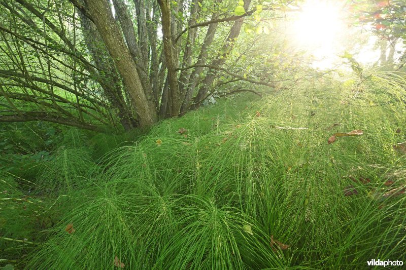 Reuzenpaardestaart in de Douvebeekvallei