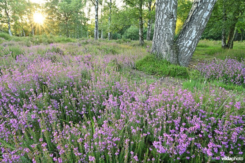 Rode Dopheide natuurreservaat