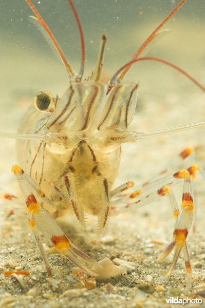 Gezaagde Steurgarnaal