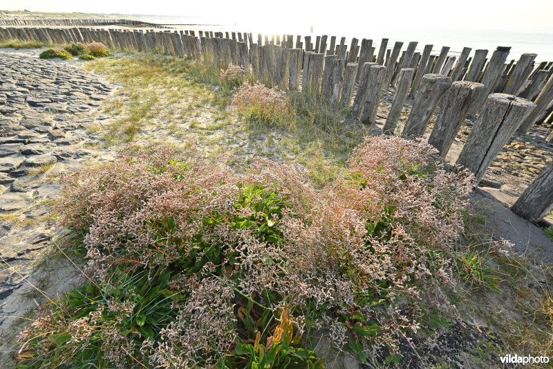 Noordzeekust van Breskens